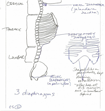 the bandhas: three diaphragms in the body